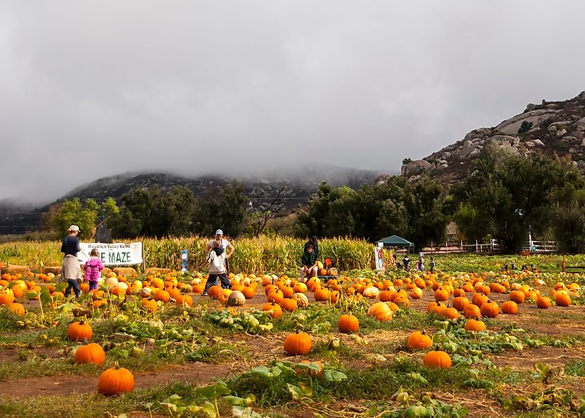  Pumpkin Patch in Julian, California