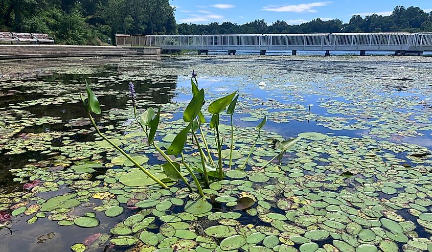 Pond with pickerel weed and water lilies on Lake Artemesia in College Park, Maryland, USA in June