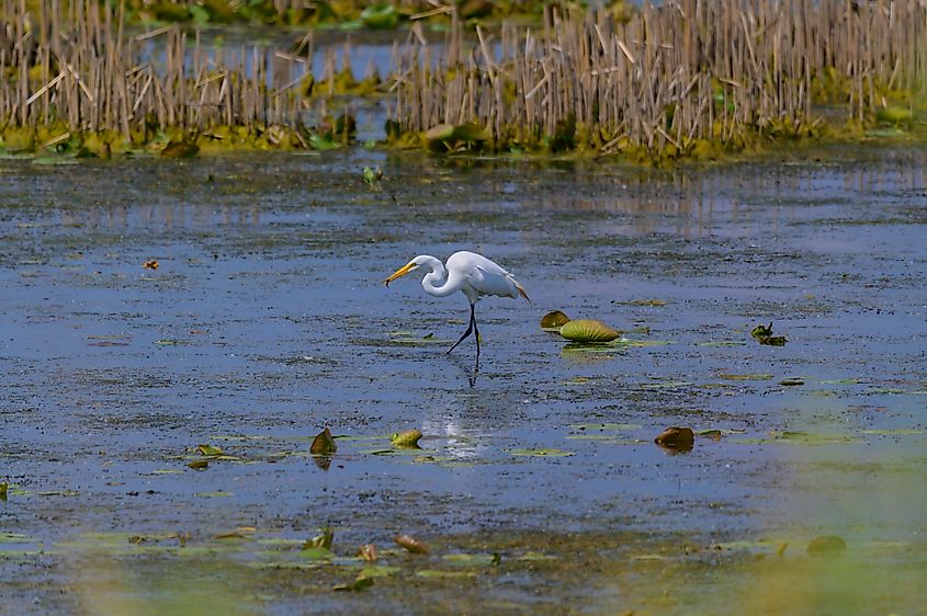 A Great White Egret eating a tadpole at Shiawassee National Wildlife Refuge, near Saginaw, Michigan.