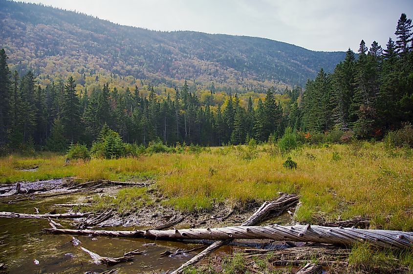 Wilderness in Northern Maine.