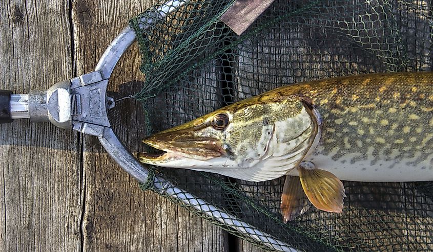 Northern Pike in a fishing net. 