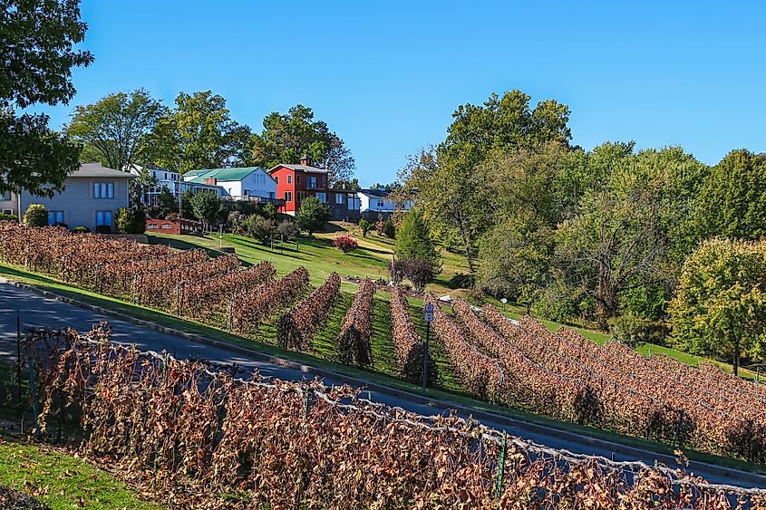 Dry vineyard, late fall, Hermann, Missouri.