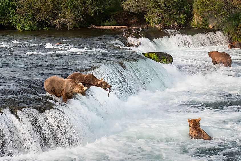 Brown bears fishing at Brooks falls in the Katmai National Park. Alaska