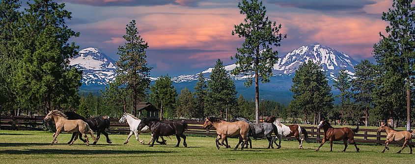 Galloping horses near the Three Sisters Mountains in Sisters, Oregon.