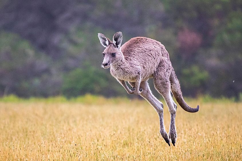 Kangaroos only hop forwards.