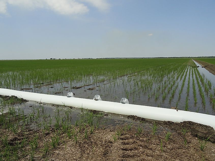 Flooding a rice field in Arkansas