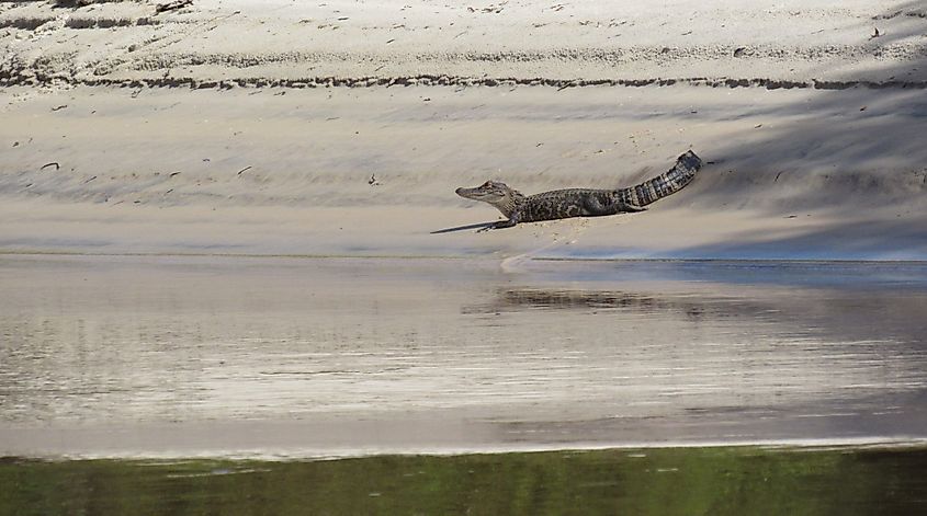 Young American Alligator "Alligator mississippiensis" on a beach along the Pascagoula River, Mississippi