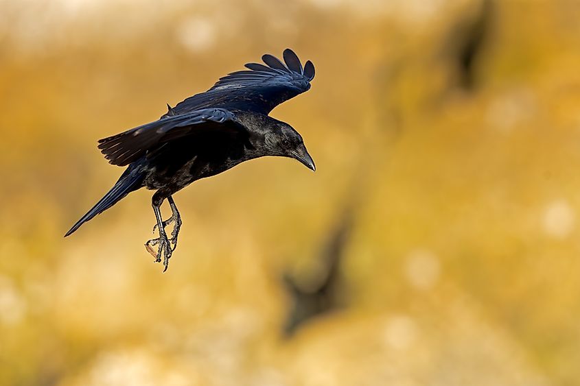 A fish crow (Corvus ossifragus) landing.