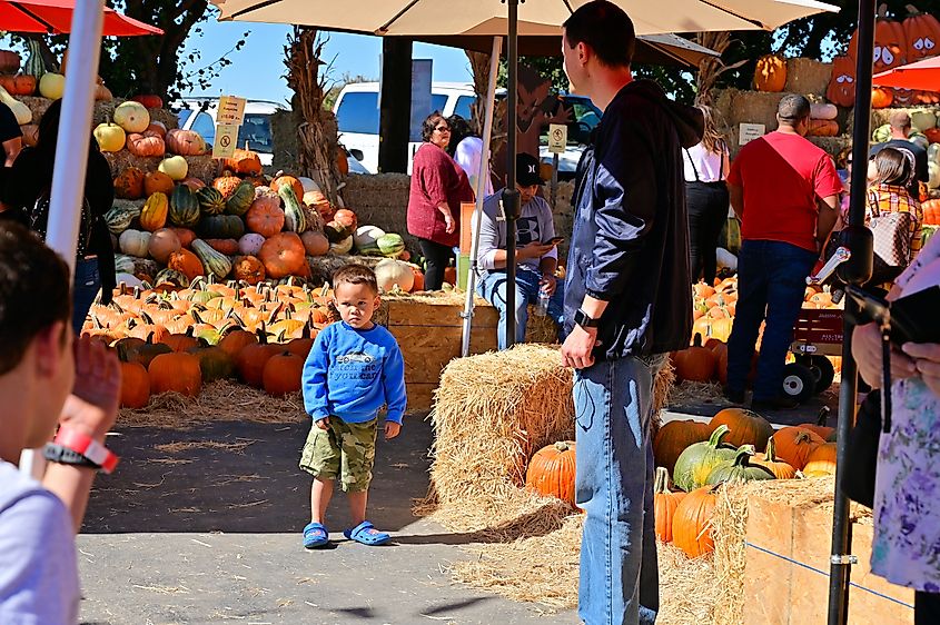 The Pumpkin patch in Turlock, California