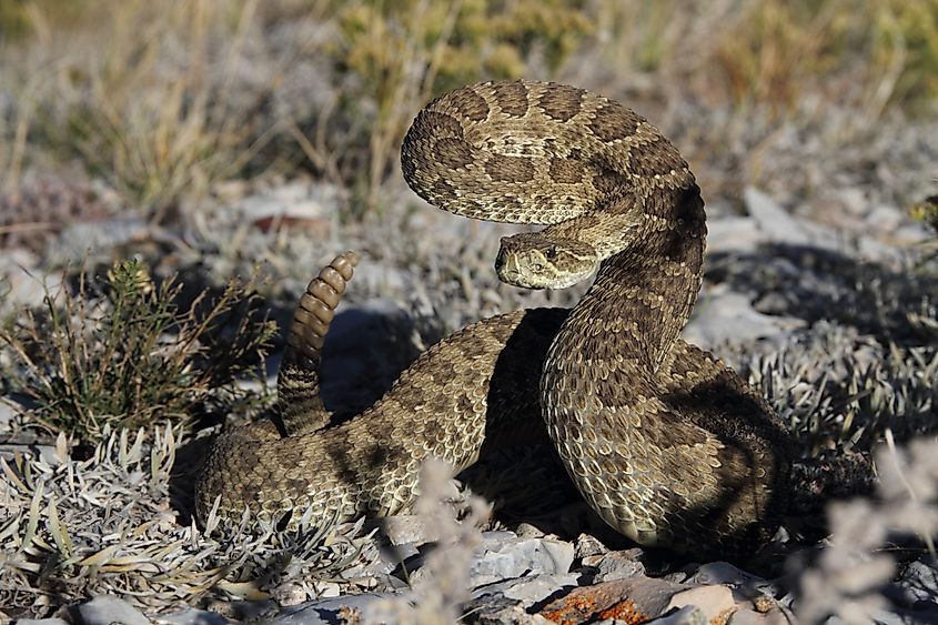 Prairie rattlesnake.