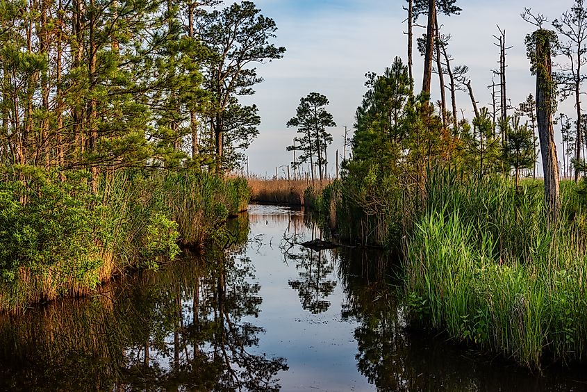 Blackwater National Wildlife Refuge, MD, USA.