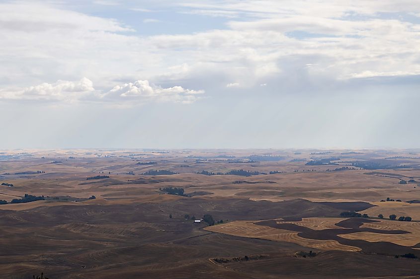 The view from atop Steptoe Butte, looking out at the vast grasslands of the Palouse. Photo by Brendan Cane