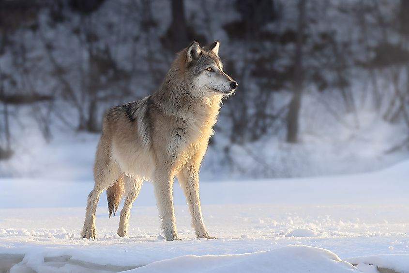  Adult North American Gray Wolf (Canis lupus) in a winter landscape at dawn, an apex predator on the hunt in the snow. 