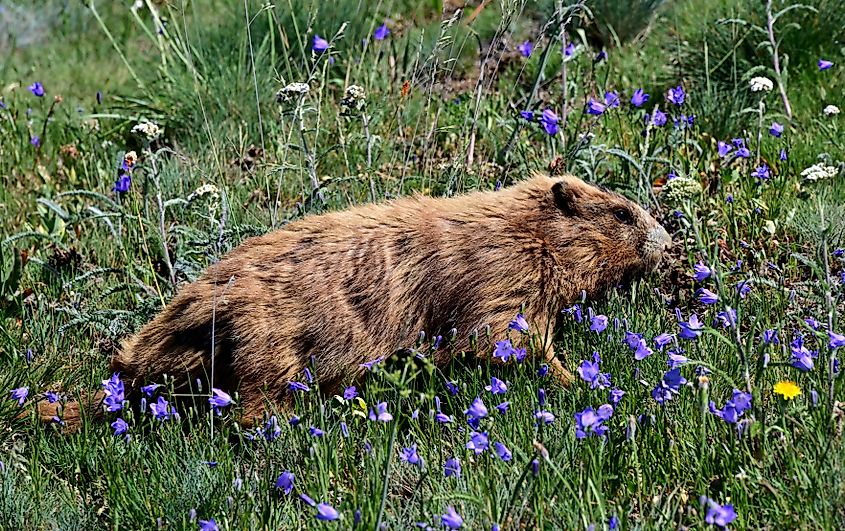 An Olympic Marmot browsing the Alaskan Bellflowers along the Hurricane Hill trail in Olympic National Park, Washington.