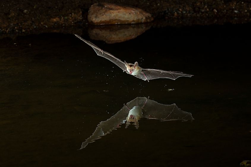 Pallid Bat (Antrozous pallidus) feeding in Arizona, United States.