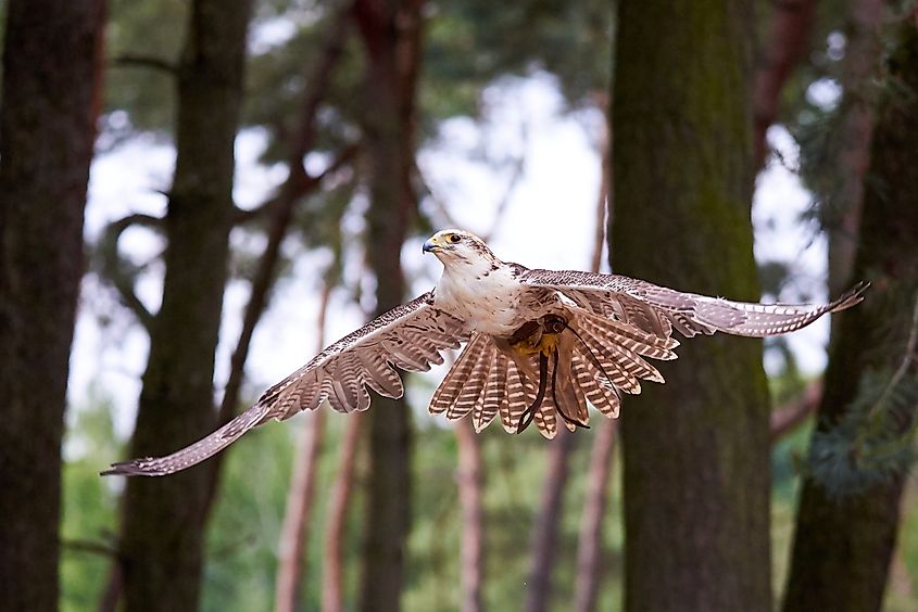 Saker falcon in flight (Falco cherrug)