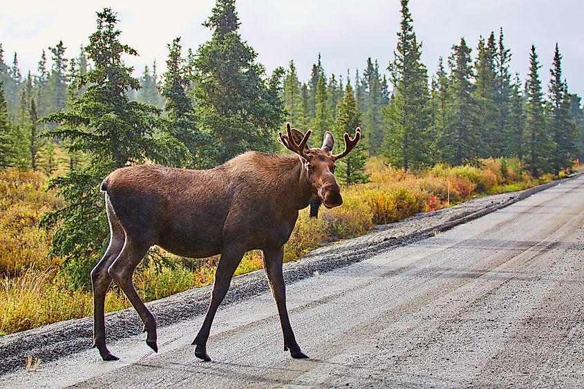 Moose, Denali National Park and Preserve, Alaska