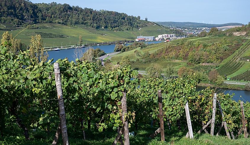 Terraced hilly vineyards in Luxembourg. Traditional method of production of white wine and cremant sparkling wine in Luxembourg country on Moezel, Mosel, Moselle or Musel river.