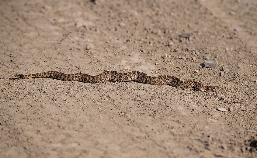 A prairie rattlesnake moving on the ground.