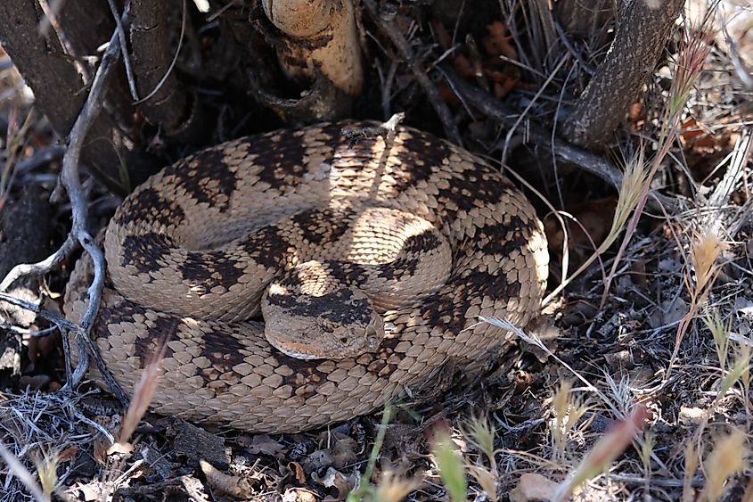 A great basin rattlesnake along a hiking trail in Zion National Park, Utah.