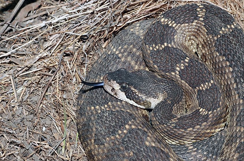 A Northern Pacific Rattlesnake lies coiled on the ground