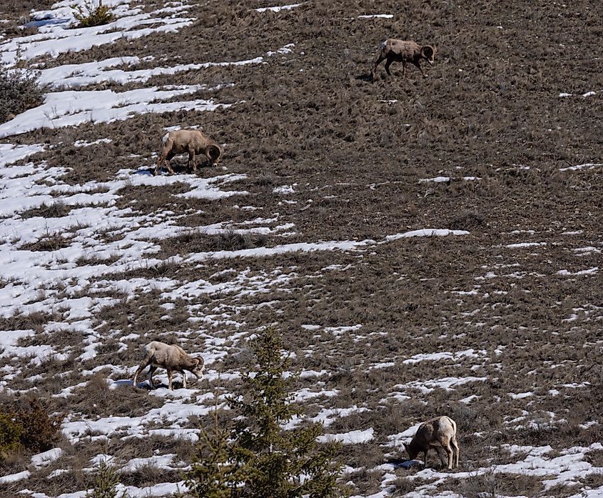 Bighorn sheep grazing on the hills just outside of Radium Hot Springs.