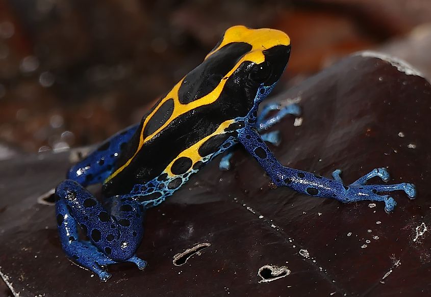 Dyeing Poison Frog (Dendrobates tinctorius)