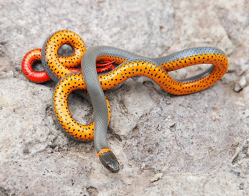 The ringneck snake is a small, striking snake found in Maine.