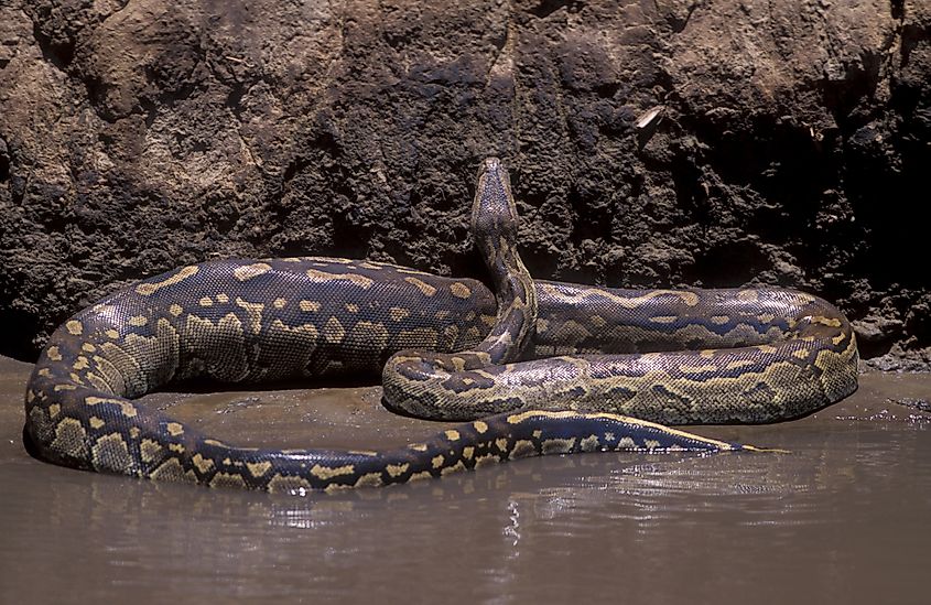 An African rock python rests near water, a habitat feature that supports hunting, shelter, and movement.