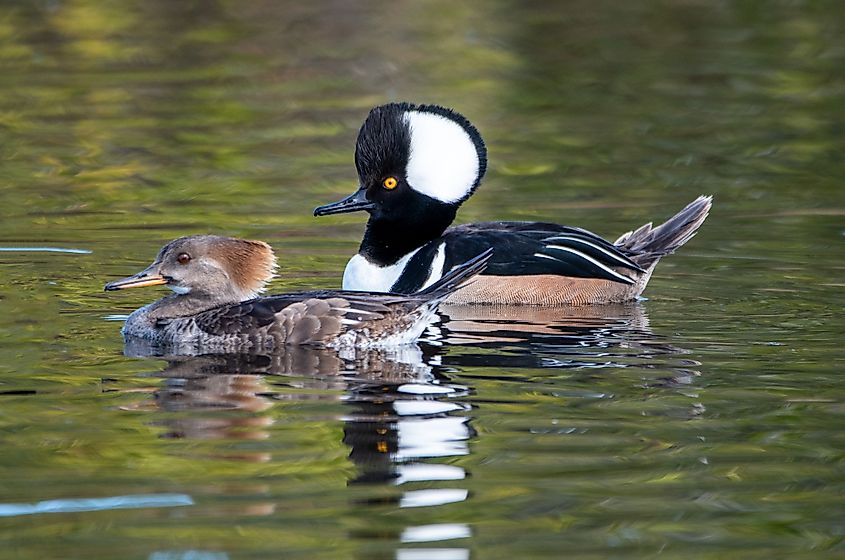 Hooded mergansers at Merritt Island National Wildlife Refuge in Florida.