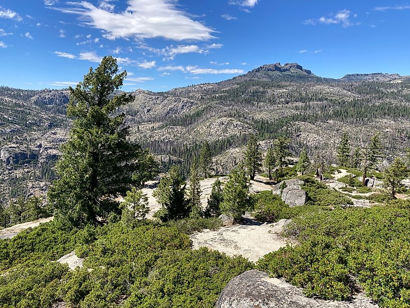  Stanislaus National Forest in California.