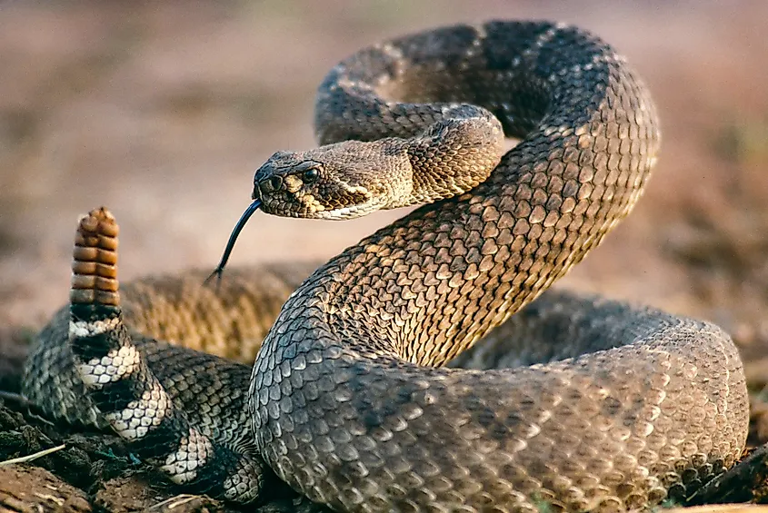 Western diamondback rattlesnake.