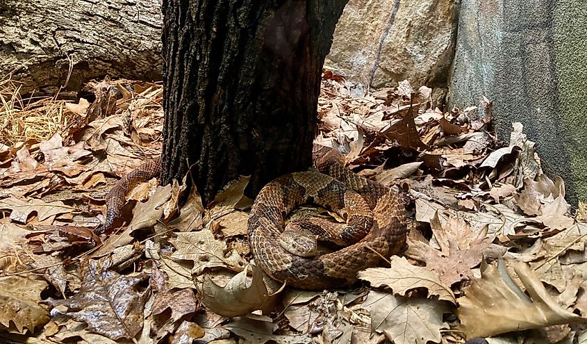 A copperhead resting on leaf litter on the forest floor.