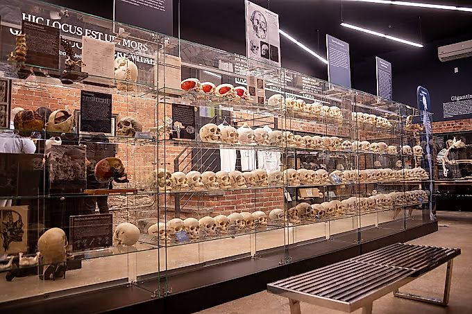 Interior view of The Bone Museum in Brooklyn, with shelves of skulls.