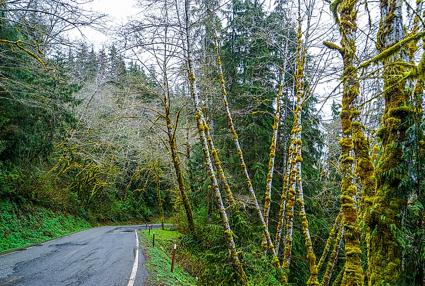 Amazing rain forest near Forks, Clallam County, Washington.