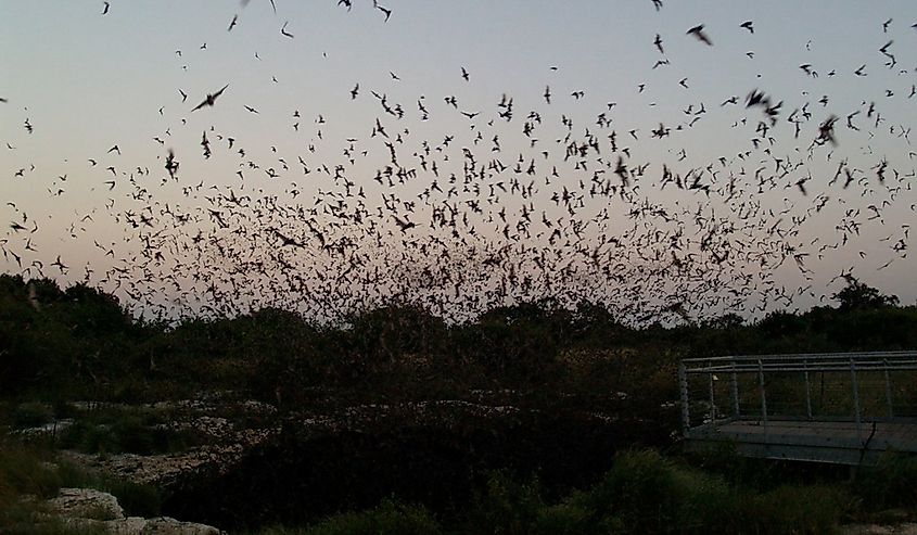 Bats flying out of Devil's Sinkhole in Texas.