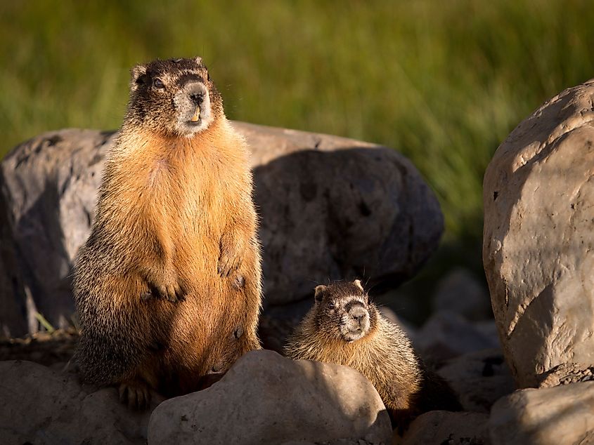 great basin animals