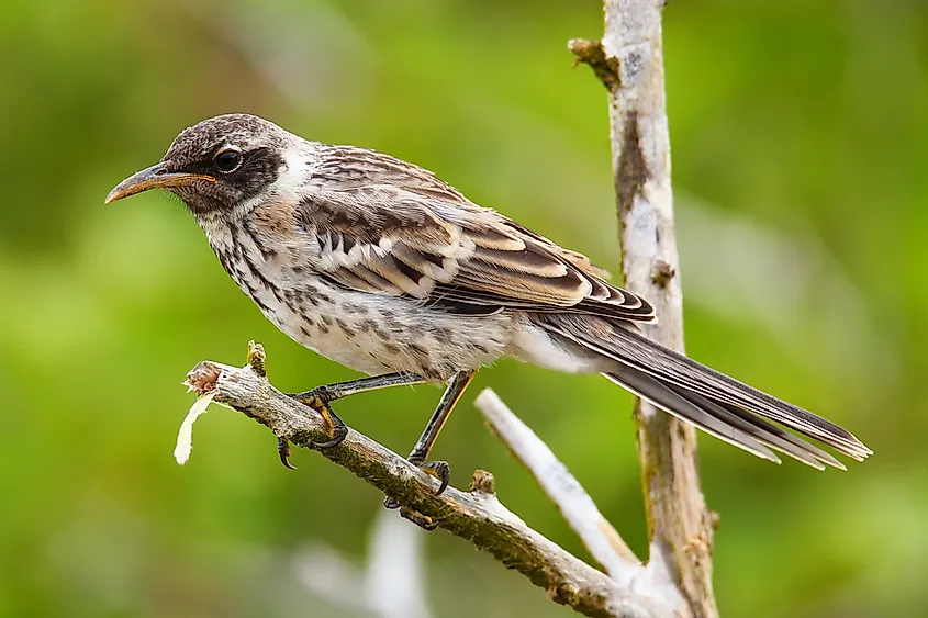 The Galápagos mockingbird is an example of an endemic species.