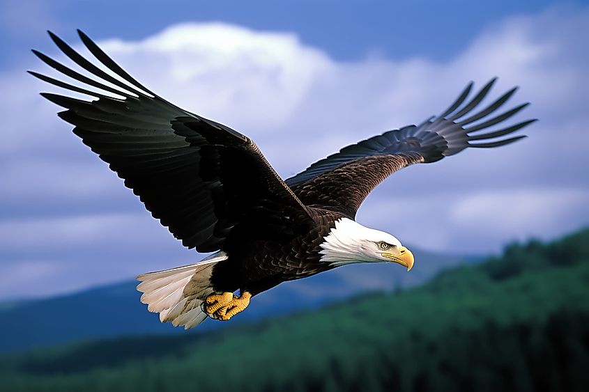 A majestic bald eagle soaring majestically through the air.