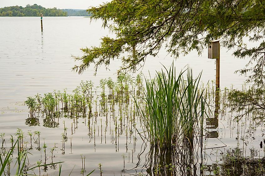 Much of Lake D'Arbonne's shoreline is a wetland with cypress trees.