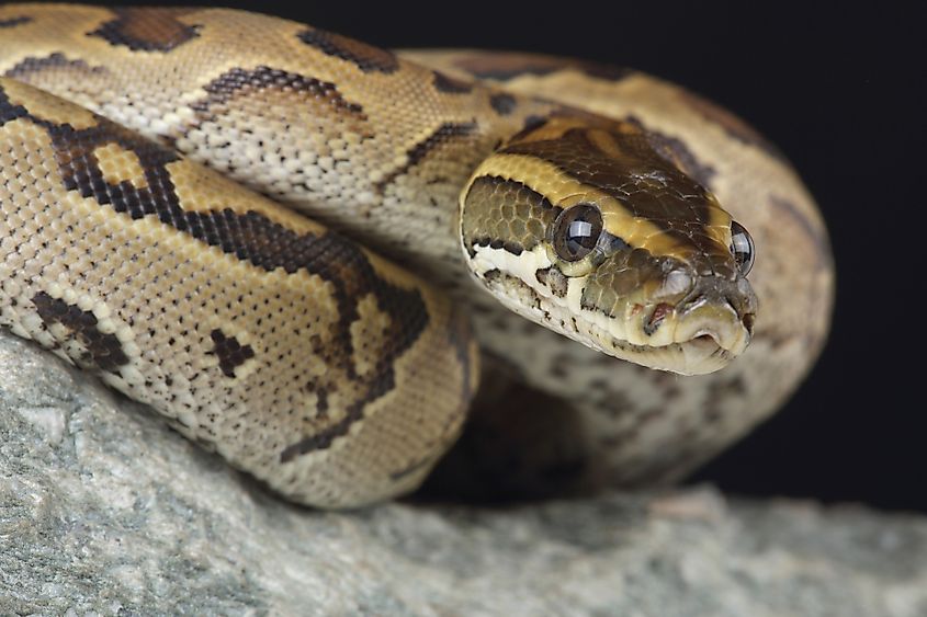 An African rock python.