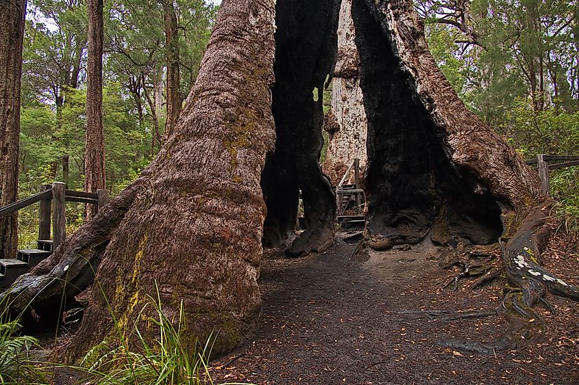 Giant Tingle Tree in Walpole-Nornalup National Park in Western Australia.