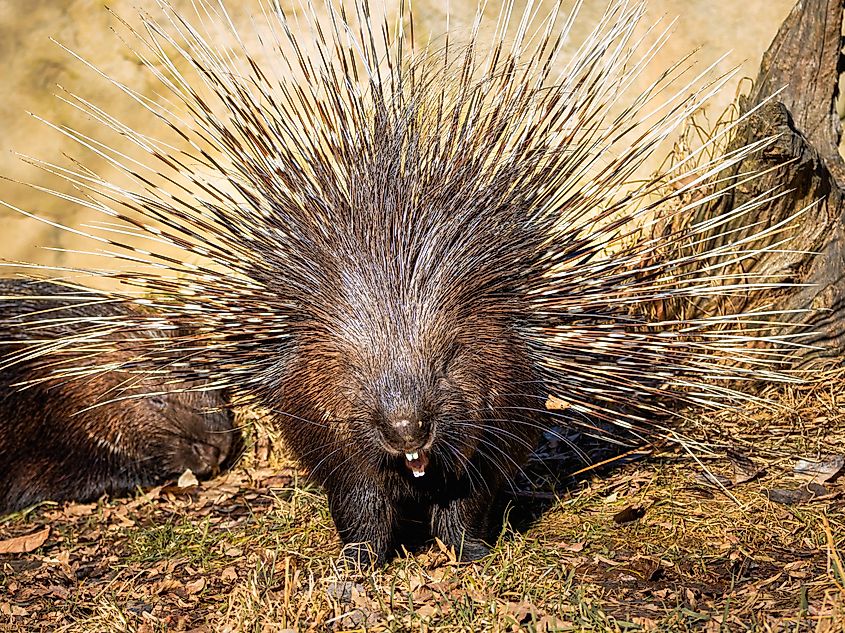 Close-up portrait of the porcupine. It consists of brown, grey, and white colors. 