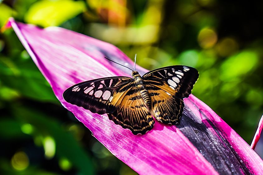 Key West Butterfly And Nature Conservatory