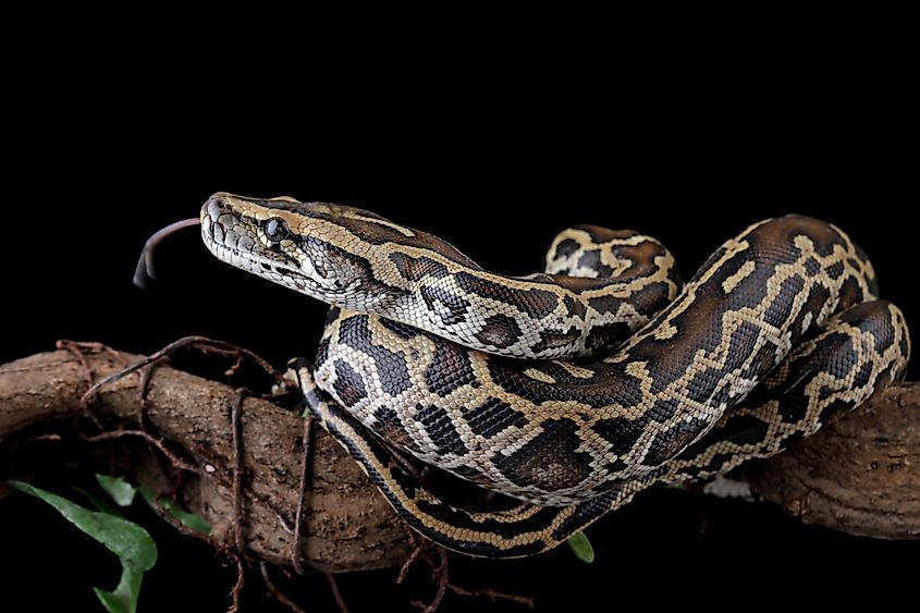 Burmese python on a branch