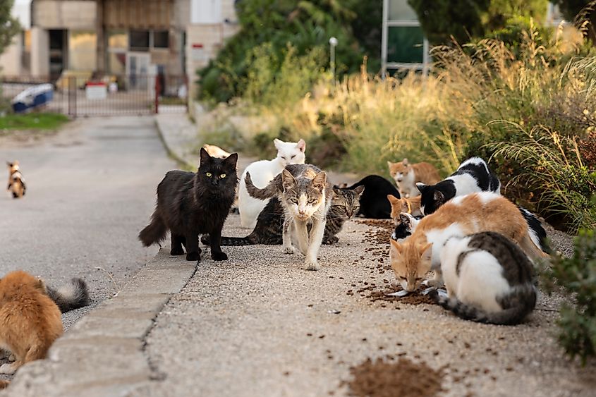 Feral cats along the street.