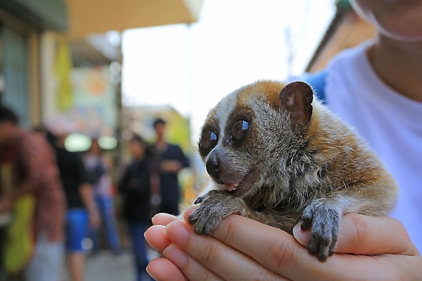 The illegal pet trade is one of the biggest threats to slow lorises.