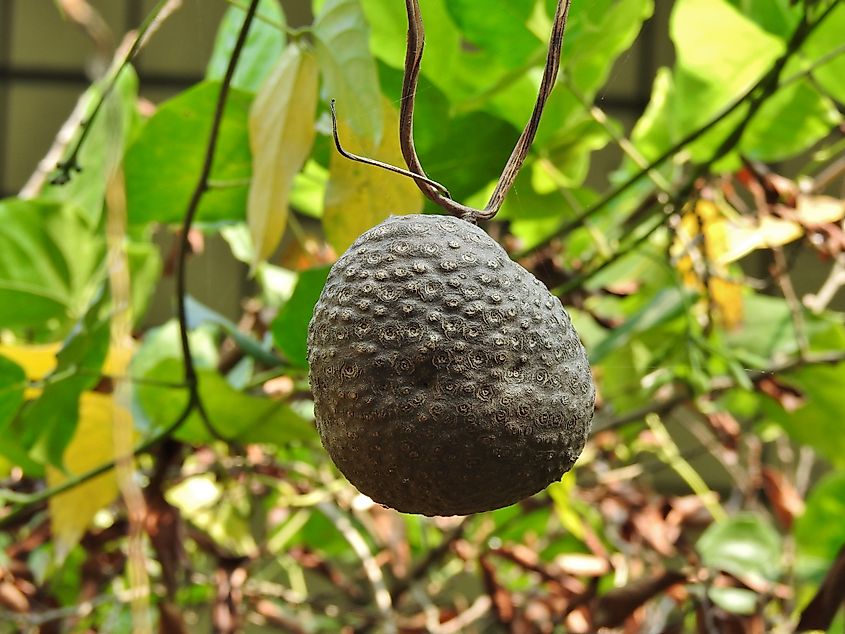 An air potato.