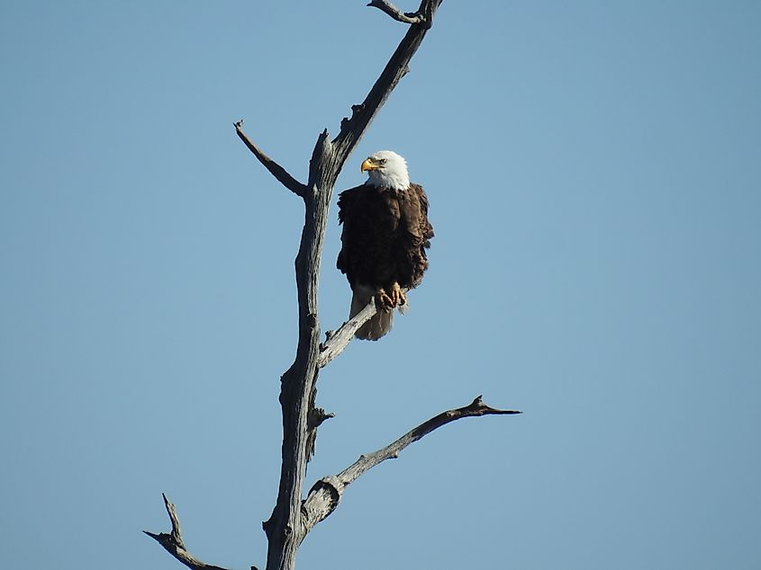 A bald eagle in a tree.
