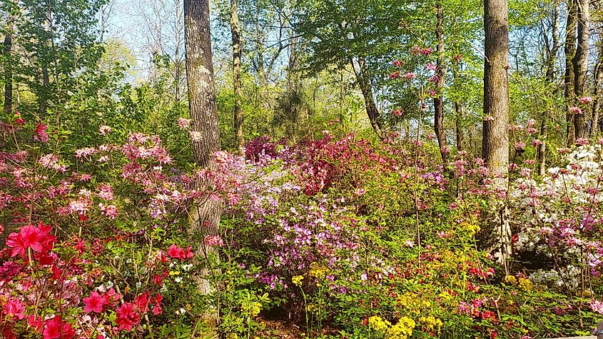 Huntsville Botanical Gardens 